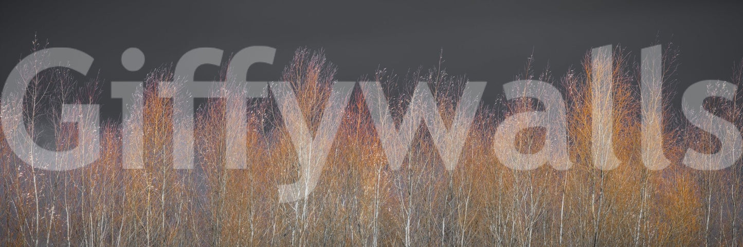 It gives the illusion of a window looking out onto a beautiful forest.