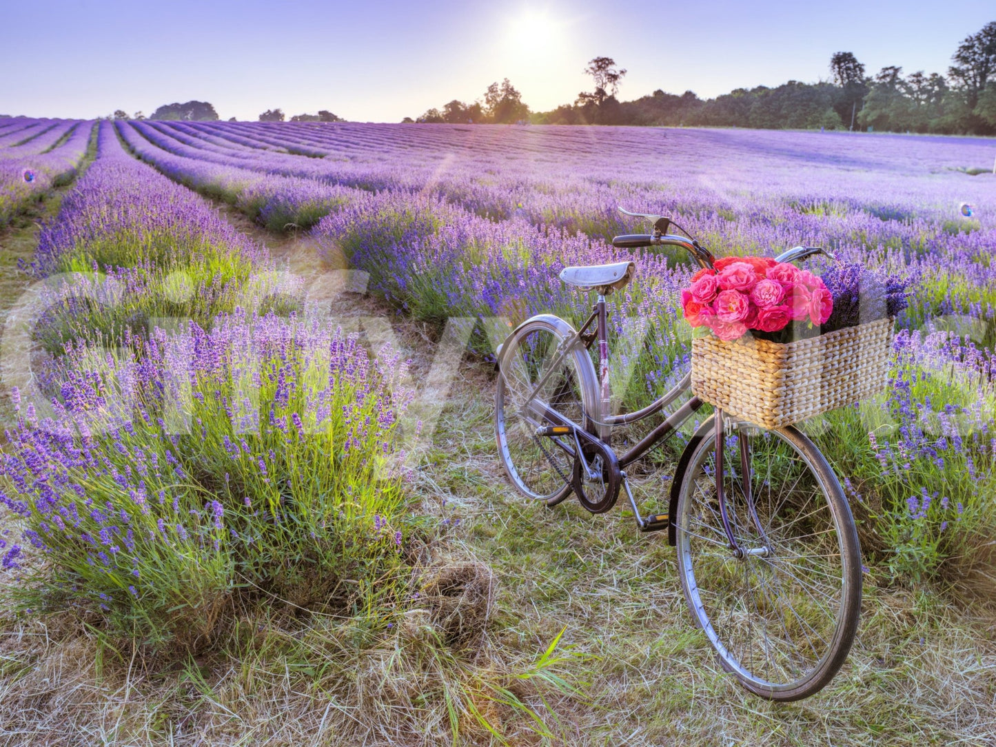 Artistic wallpaper, Bicycle in a Lavender Field, picturesque bike and blossoms.