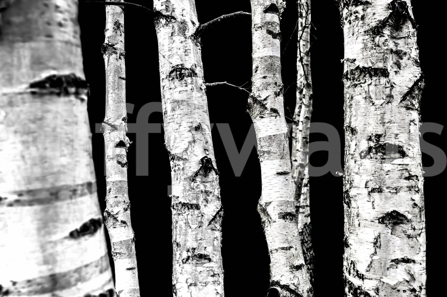 Striking vertical lines wallpaper Monochrome Woods birch design.