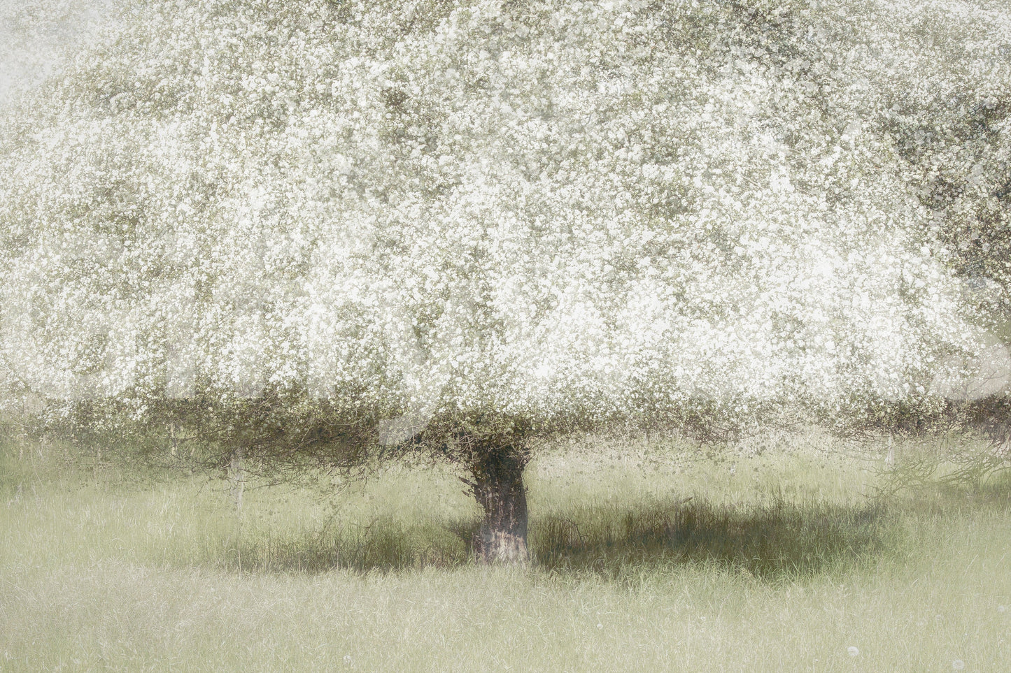 Fresque murale Rêves en fleurs -1711106