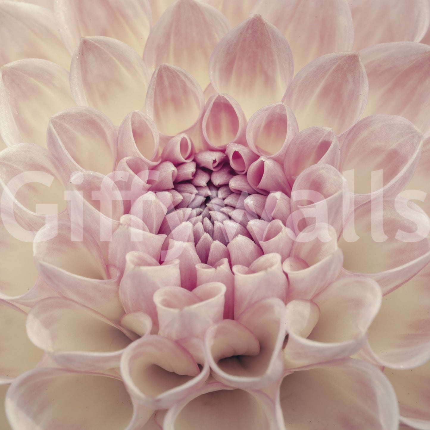 Blush Bloom Wall Mural