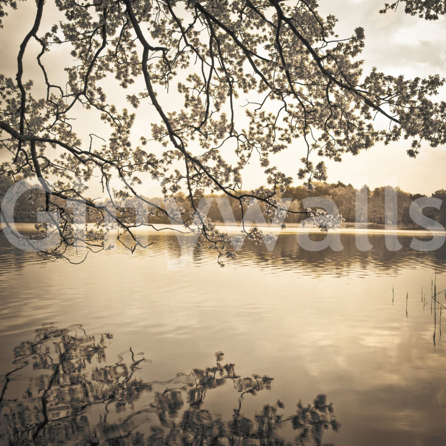 Branches above Lake Wall Mural