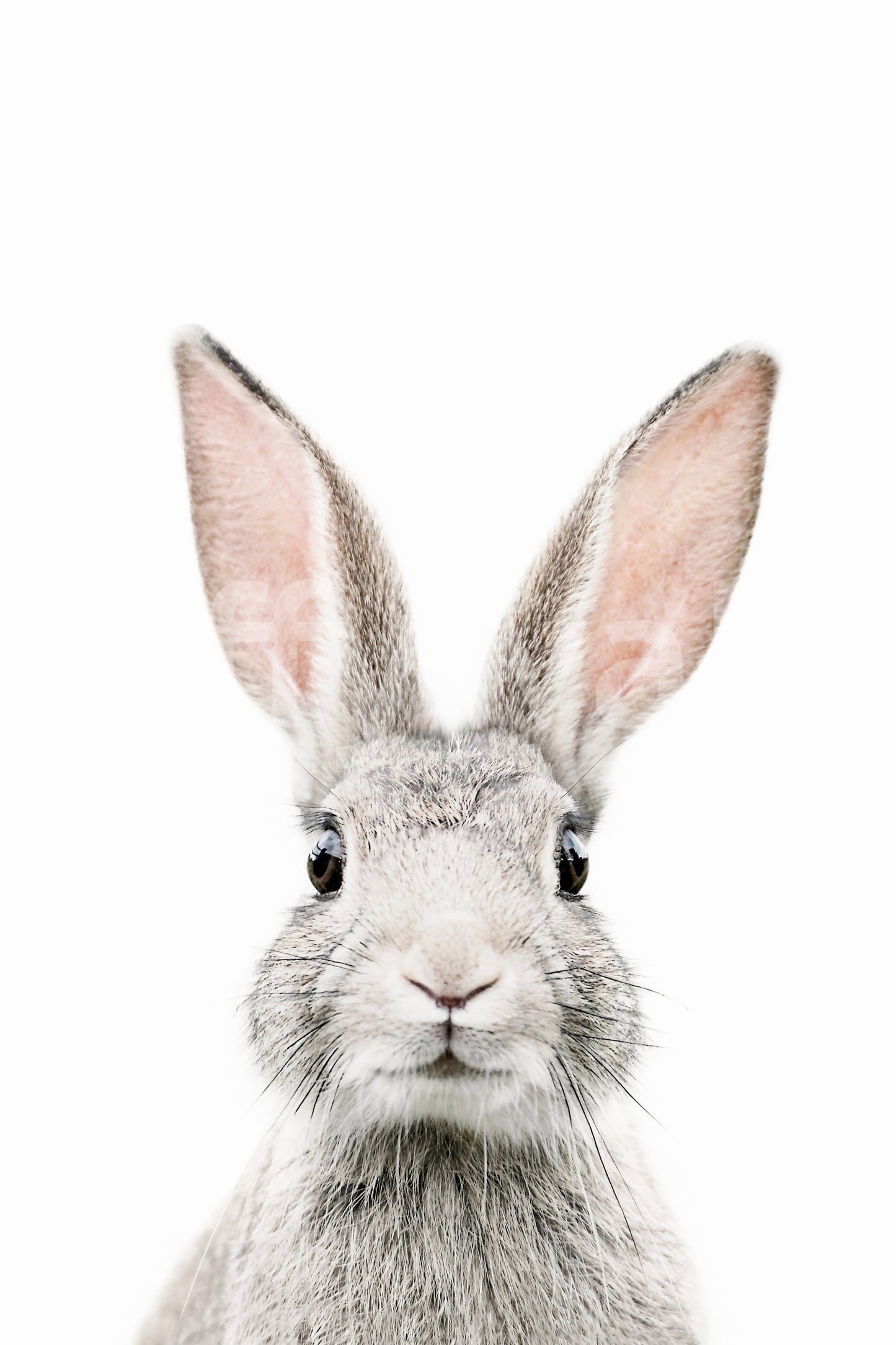 Floral-themed bunny wallpaper mural for nurseries