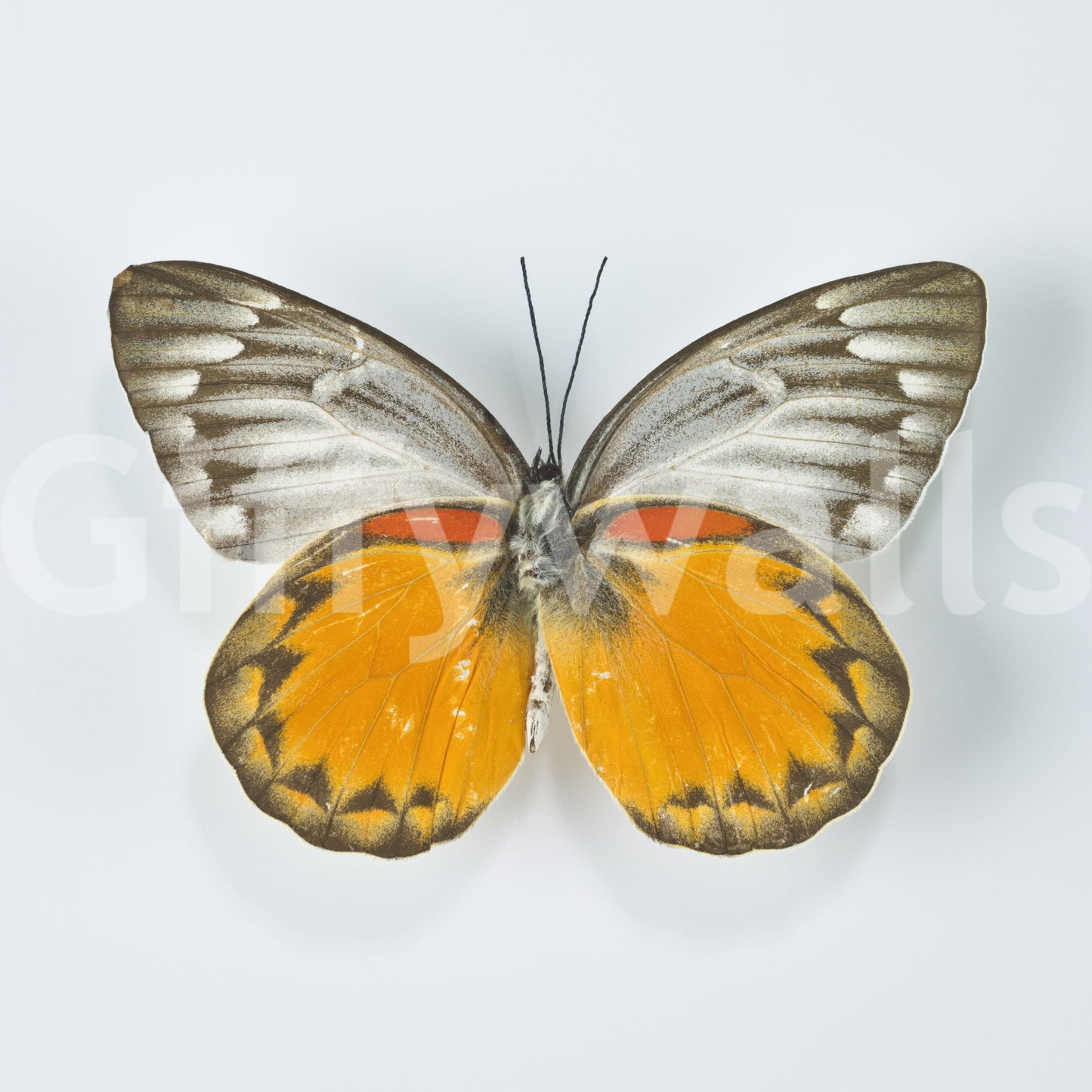 Whimsical Butterfly Wall Mural