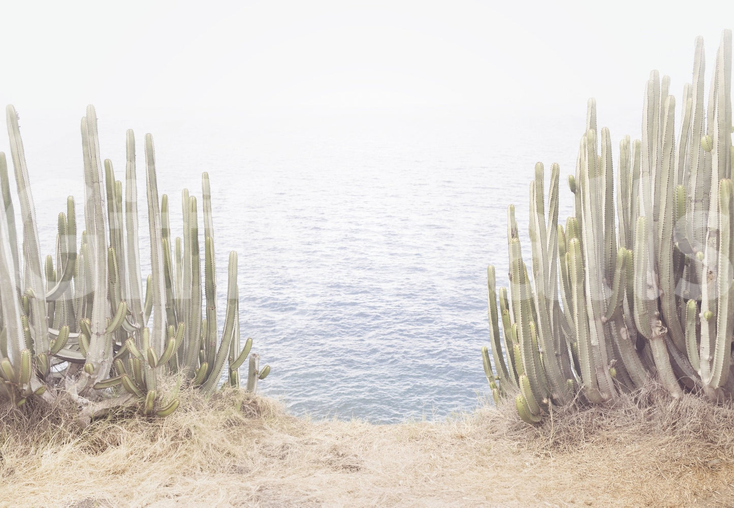 Stylish wall mural with desert plants