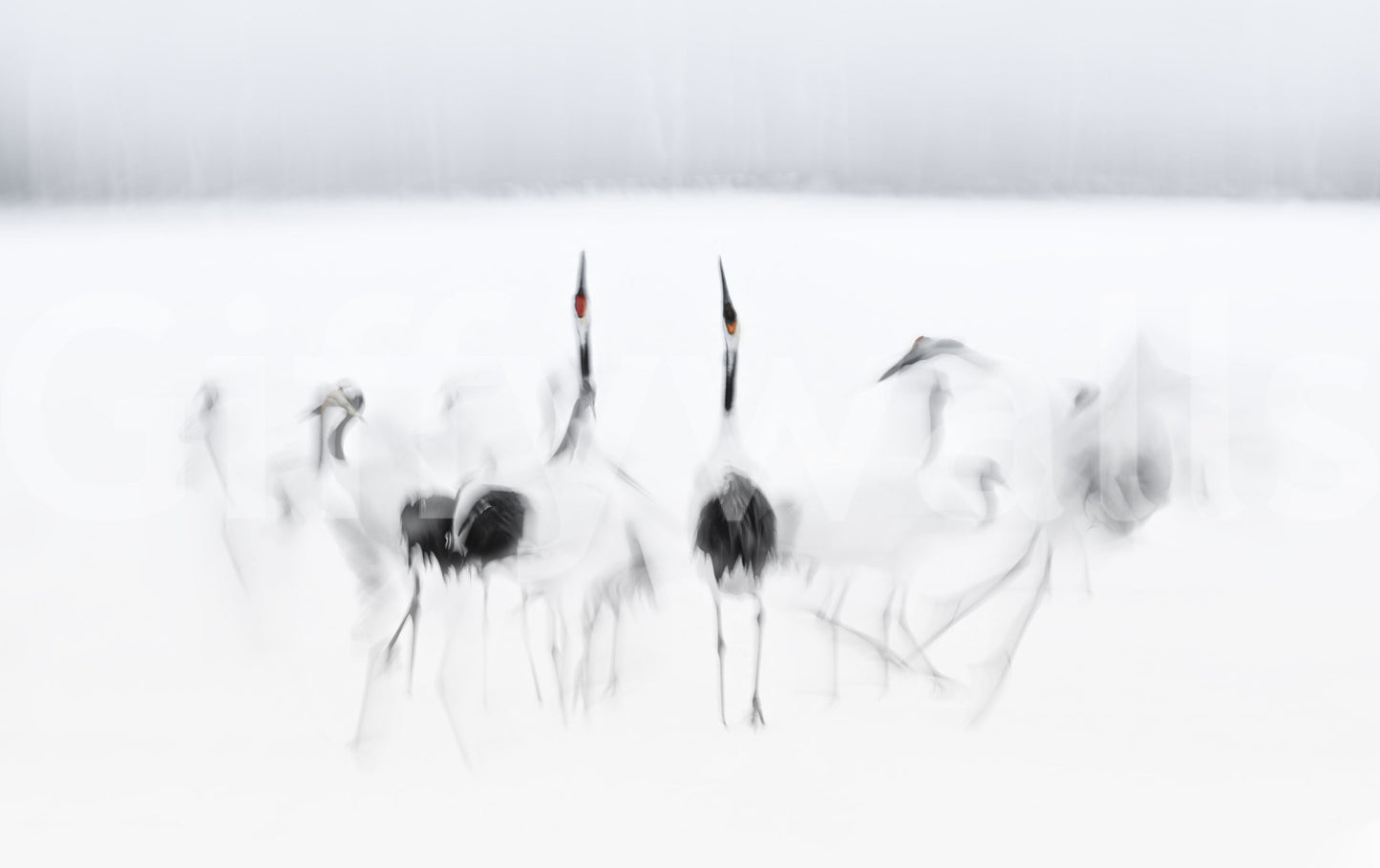 Crane Dance in White Wall Mural -2208006