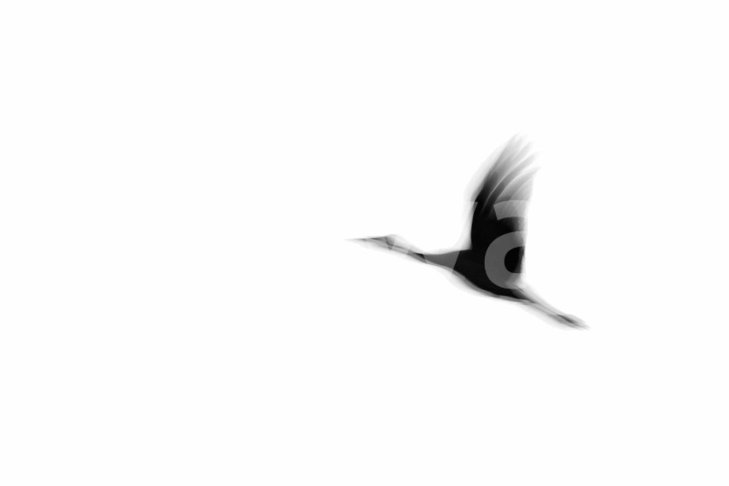 A high-quality abstract bird wall mural for walls.