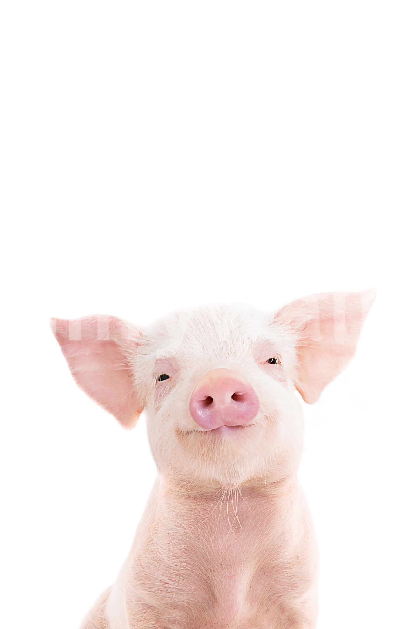 Baby Piglet vægmaleri