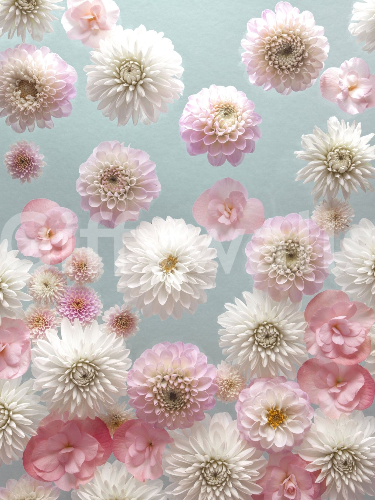 Awesome wall mural for bedroom; scattered pink flowers creating delightful depth.
