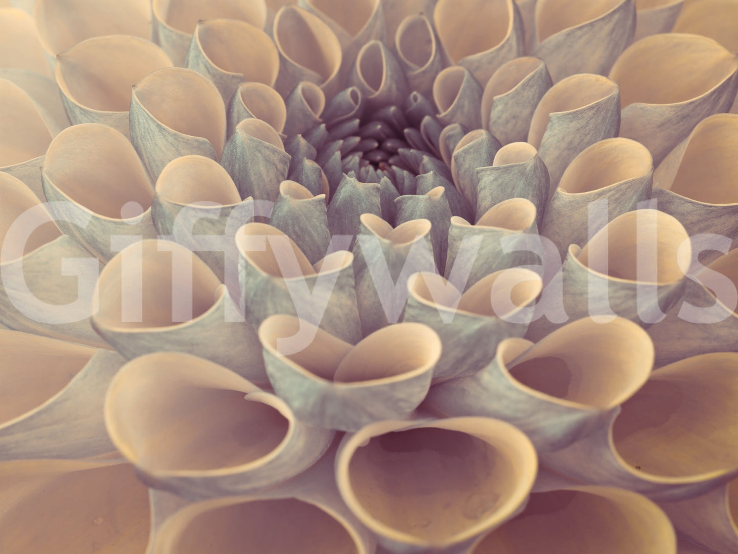 Macro botanical mural showcasing the sculptural shapes of dahlia petals in soothing tones.