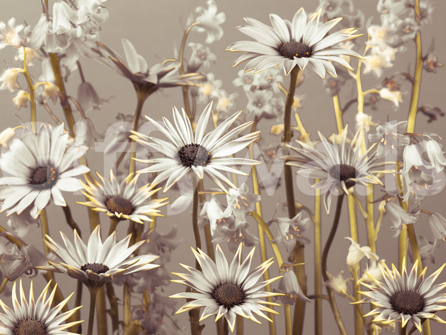 Chic daisy wallpaper with warm-toned blooms arranged in a natural, flowing layout.