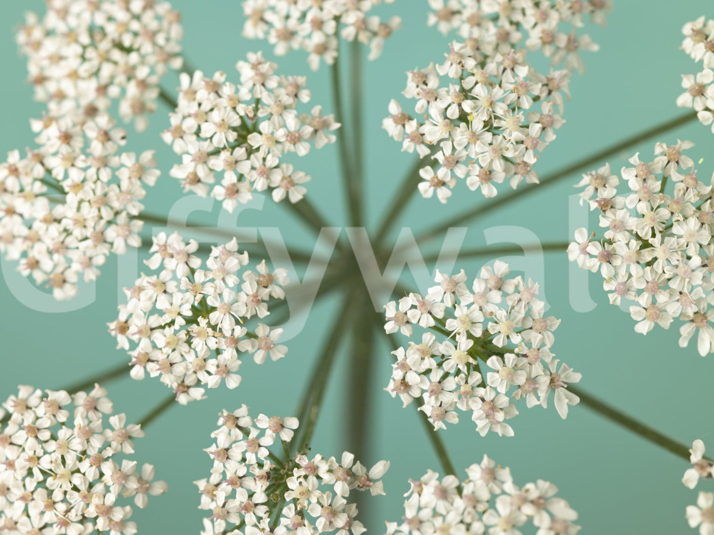 RElegant bloom wall mural with soft hues