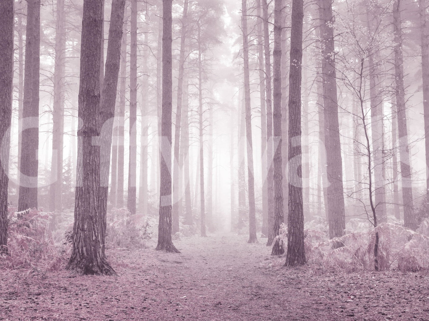 Dusty Rose woodland photography wallpaper calming vertical lines.