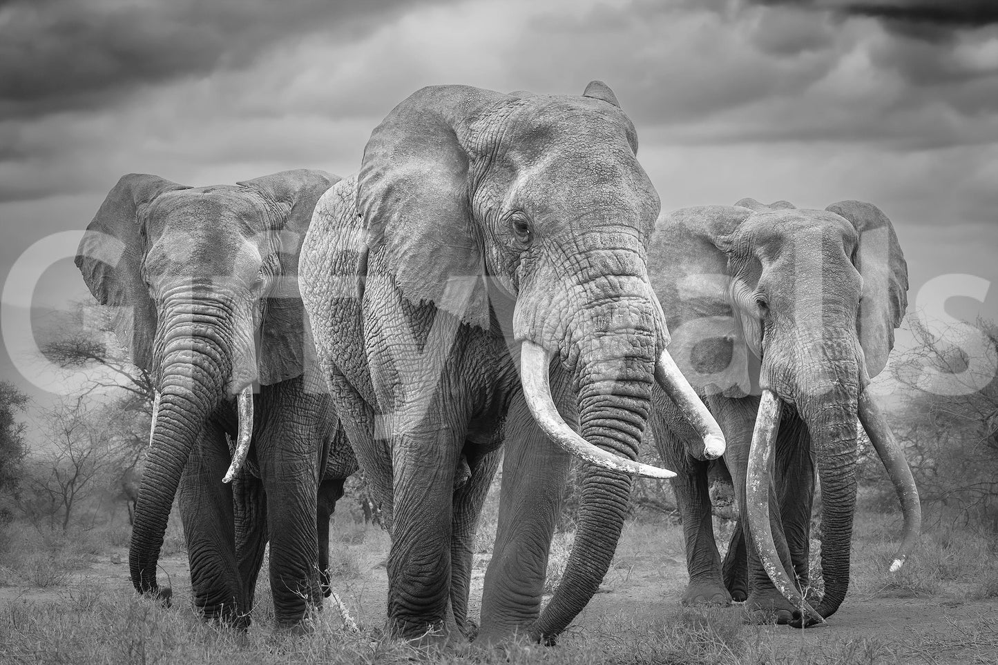 Elephant Majesty Wall Mural -2395234