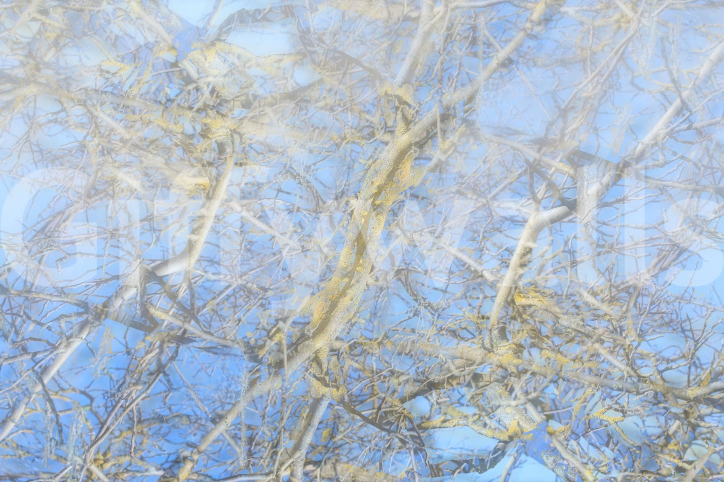 Brings a sense of calm and openness indoors.