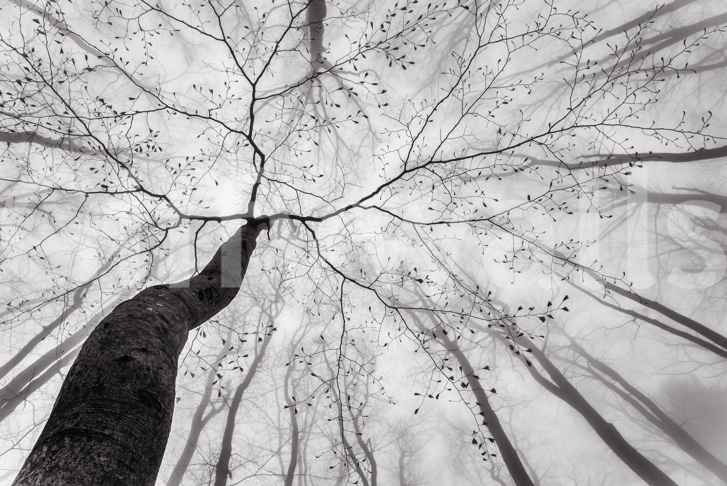 An artistic nature inspired mural for home decor.