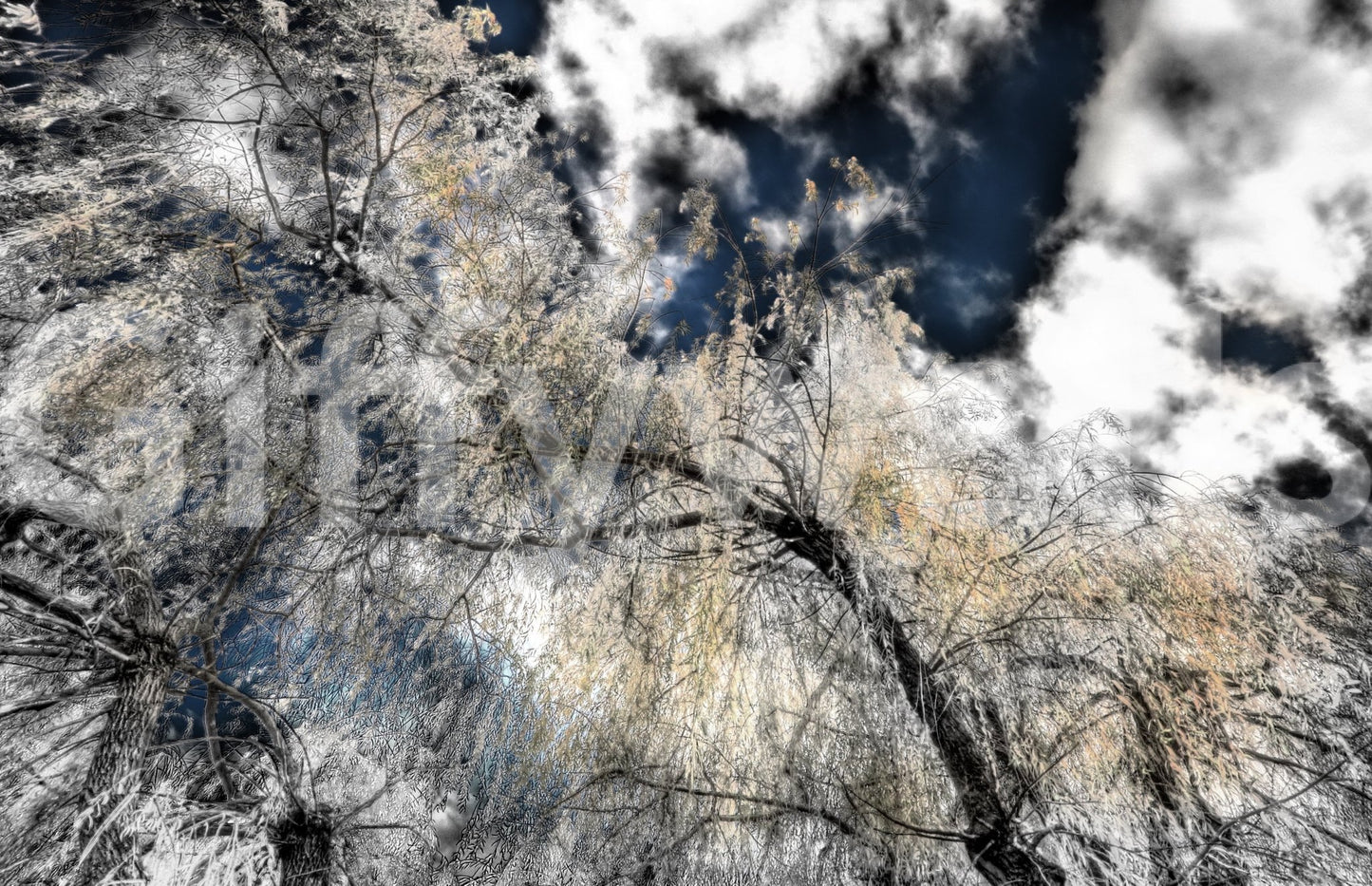 Minimalist tree canopy mural wallpaper