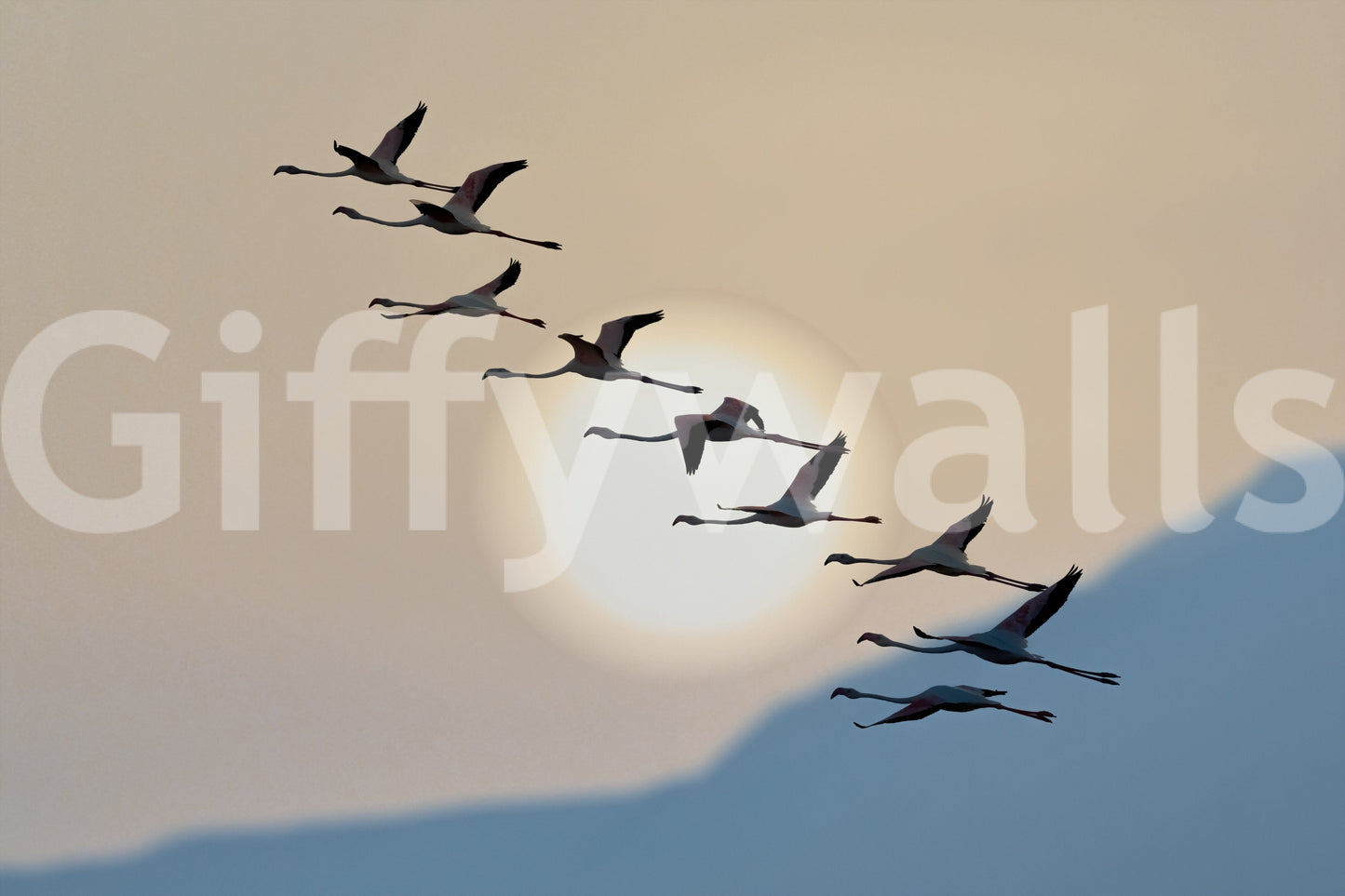 Flamingo Flight at Dusk Wall Mural -2111751