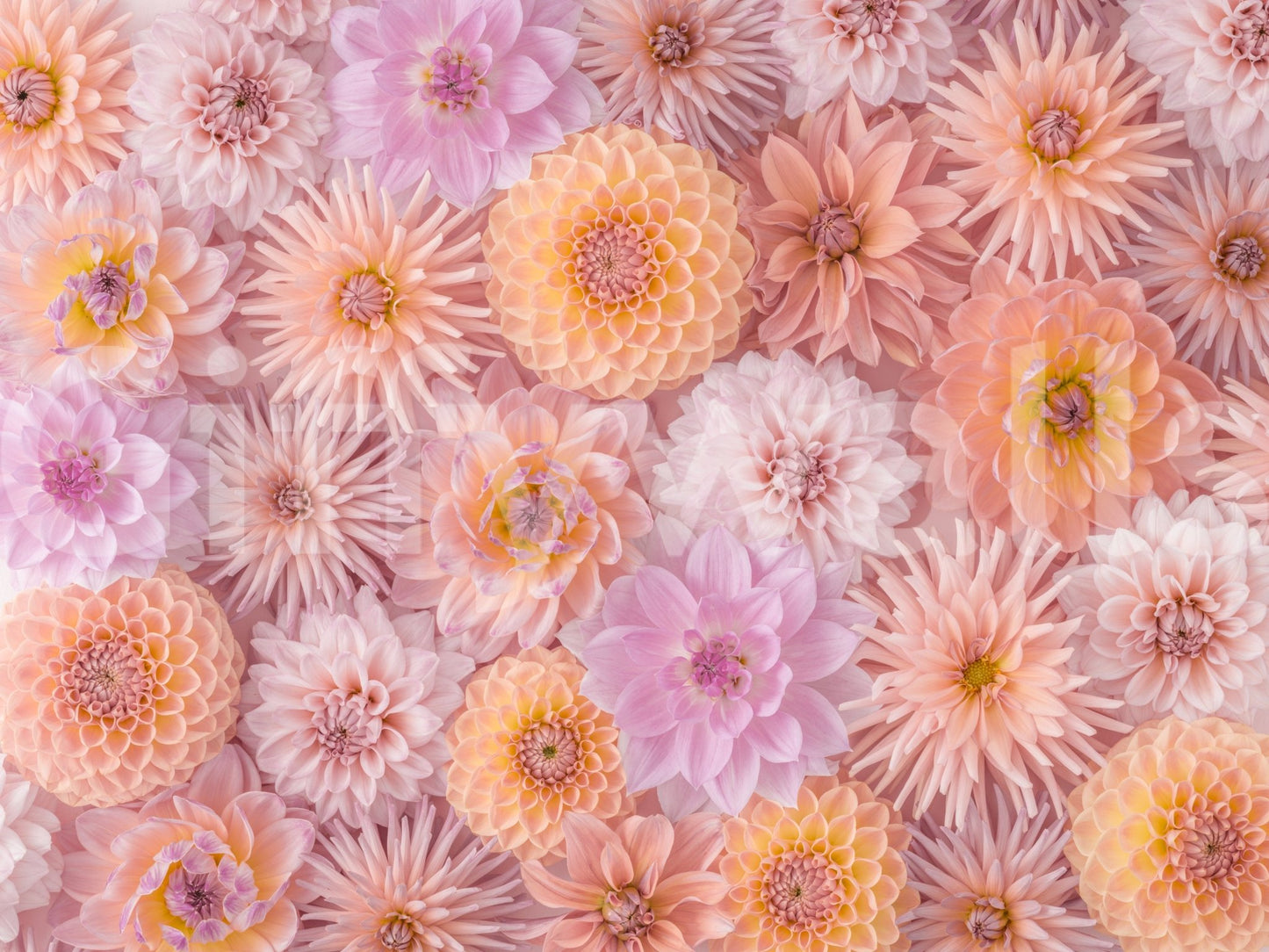 The petals have a delicate and detailed texture.