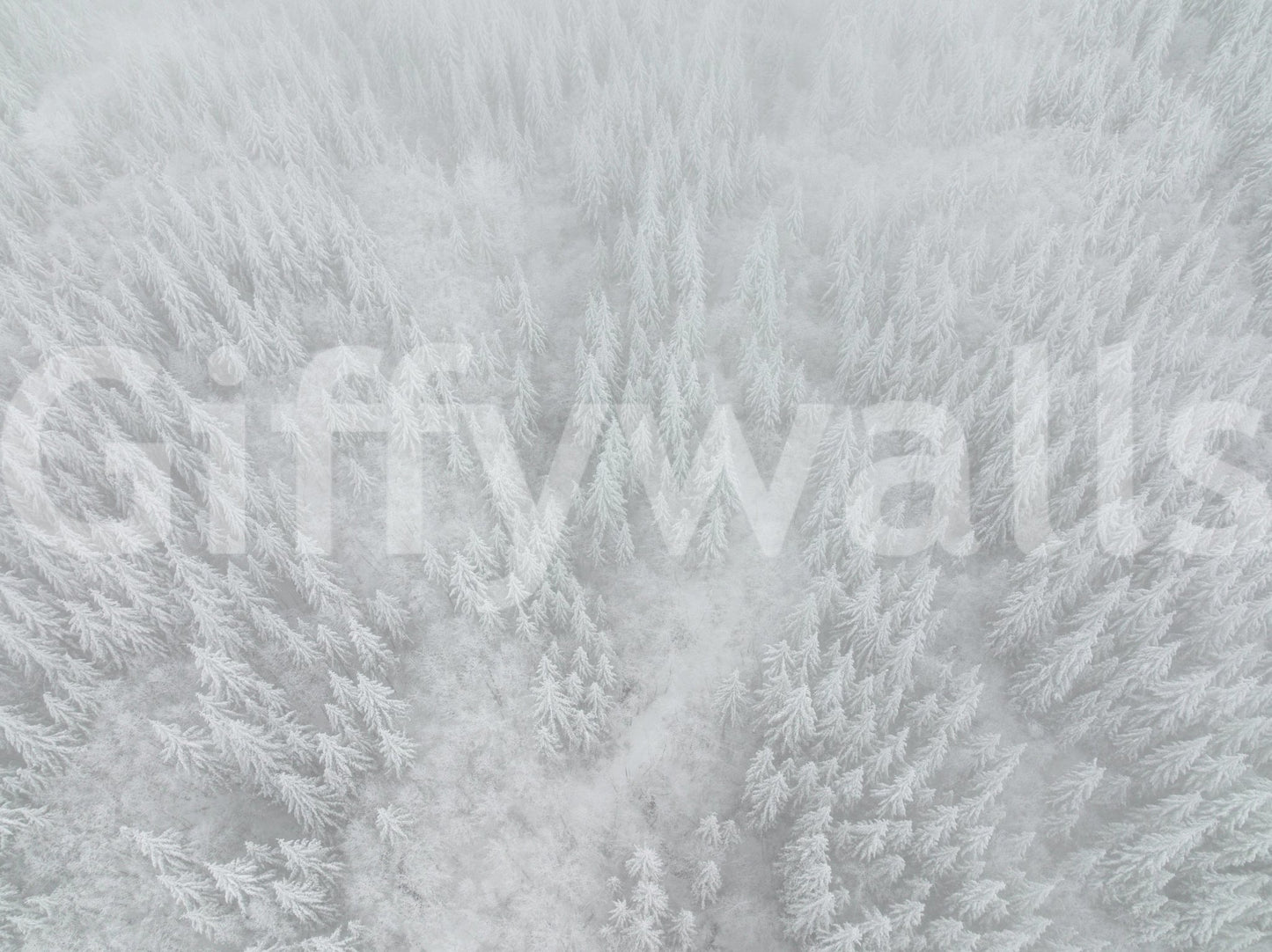 Breathtaking snowy forest wallpaper for walls, Canopy of ice, serene winter view.