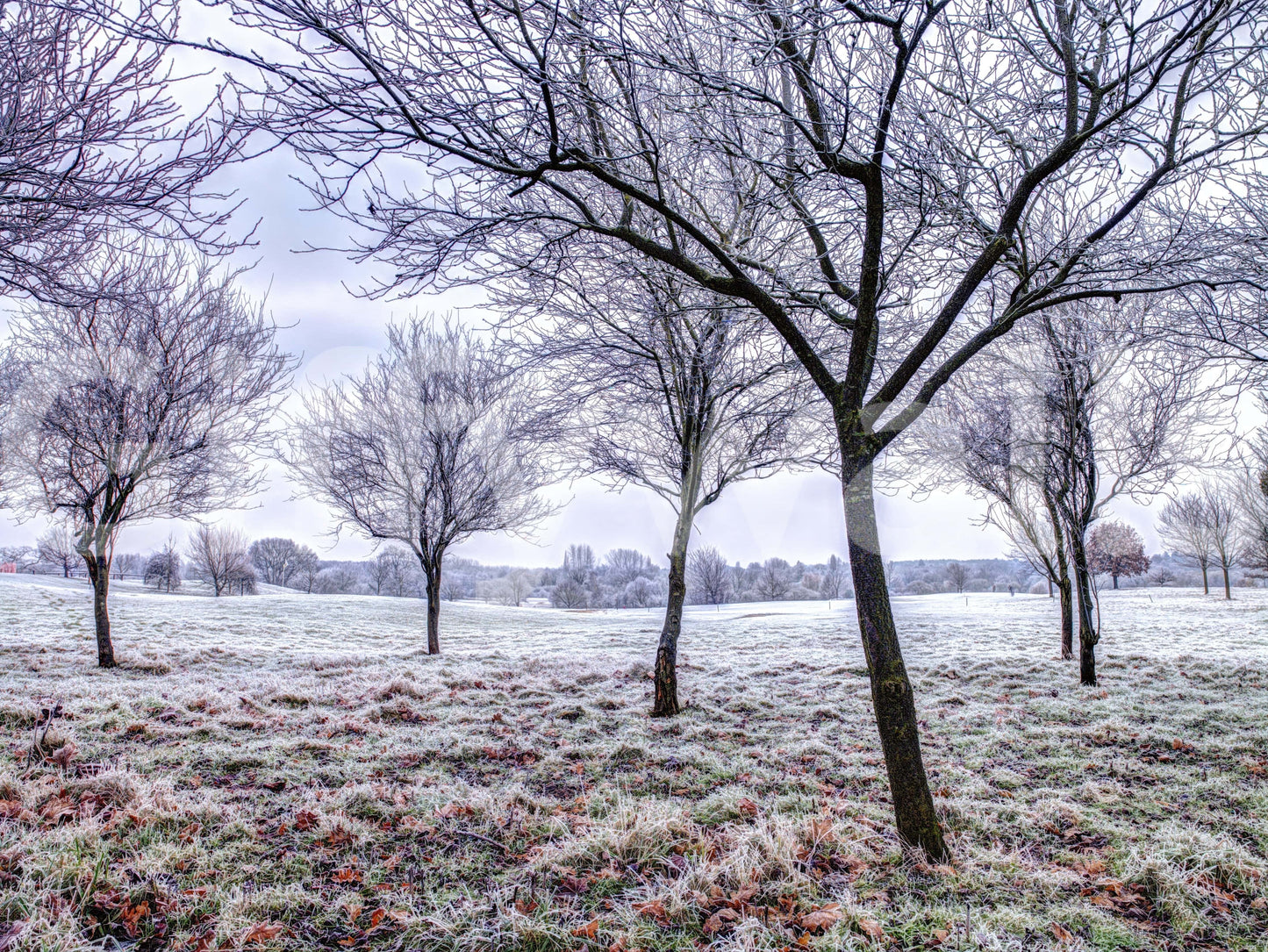 Hoarfrost covered ground, cold setting, peel and stick wallpaper.
