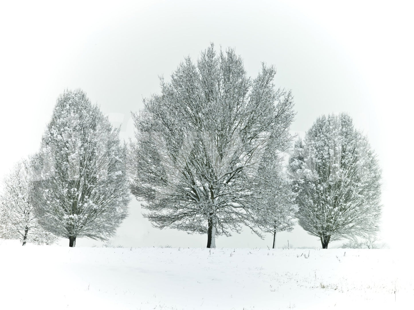 Frosted trees wallpaper mural for a natural, wintery decor touch.