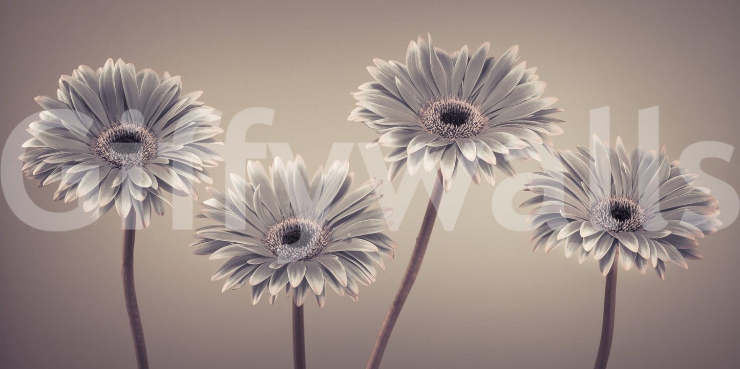 Stylized botanical study Gerbera Calm large mural wall art