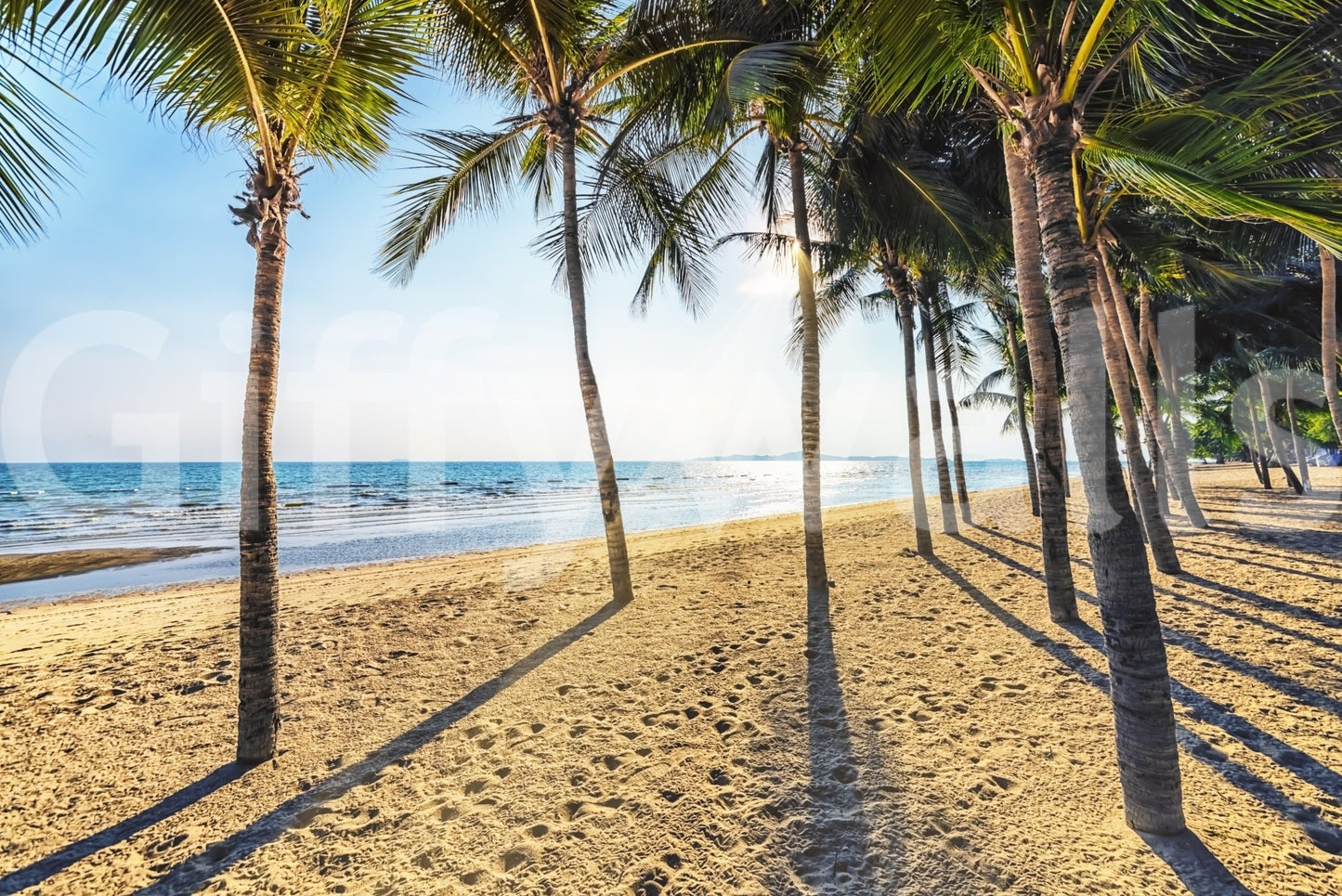 Golden Beach Palms Wall Mural
