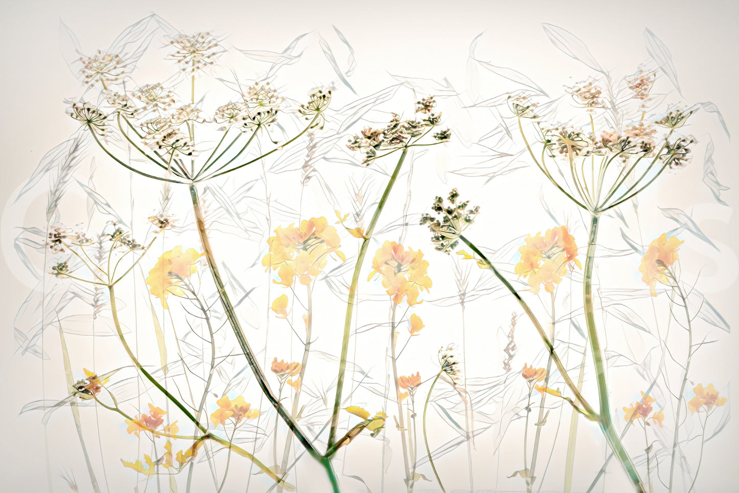 A high-quality serene flower wall mural for walls.