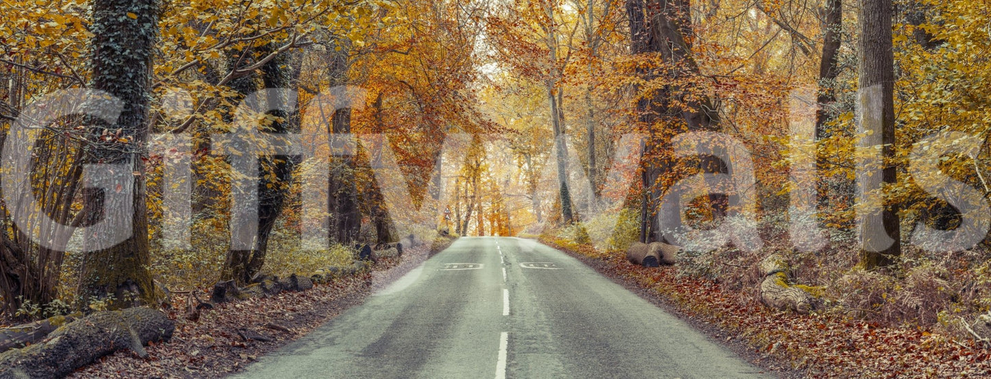 Fall foliage mural wallpaper