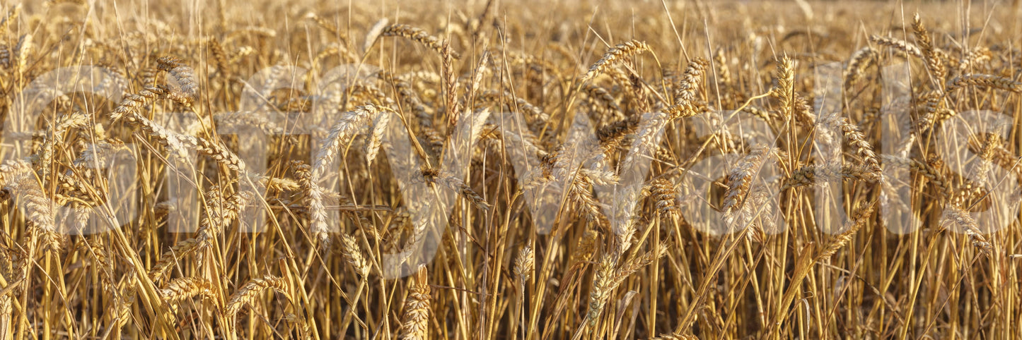 Tranquil wallpaper for walls, peaceful summer field, Golden Wheat Field Bliss.