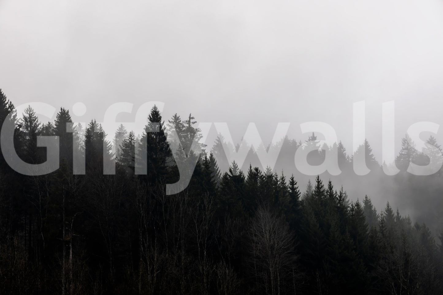 Haunting Canyon Woodland Haze, obscured forest, monochromatic art.