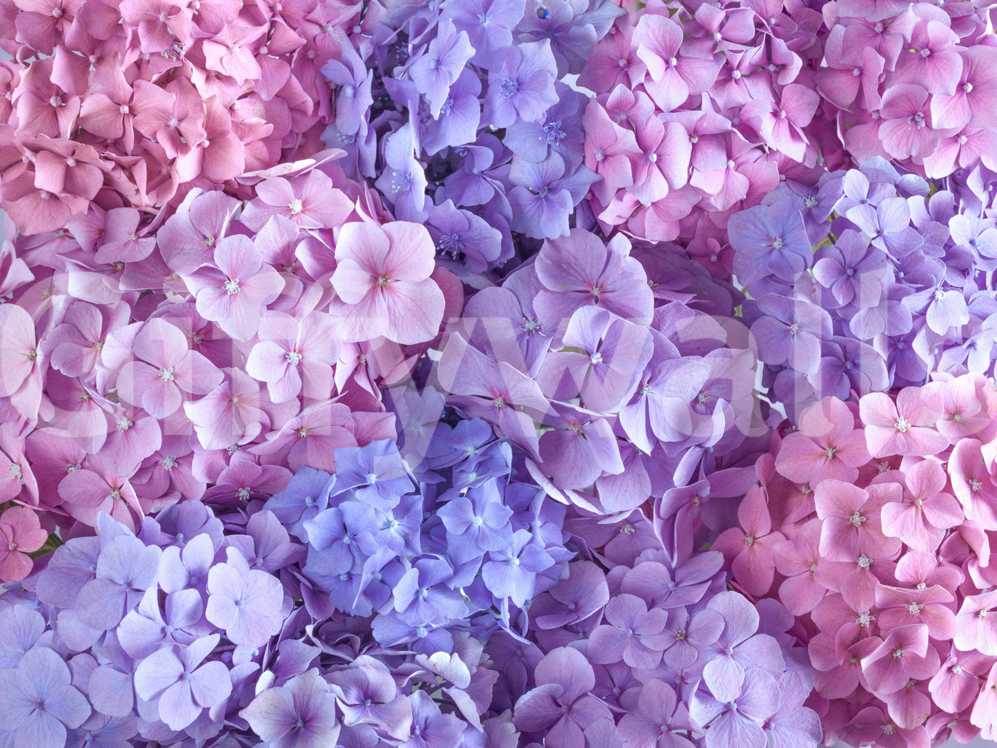 Hydrangea Hues Wall Mural