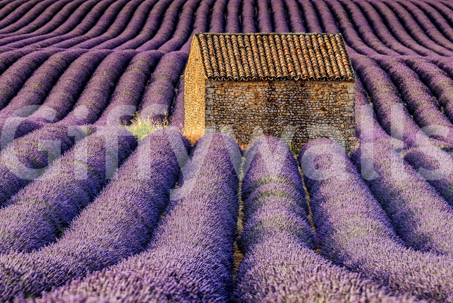 Lavender Haven Wall Mural -2597463