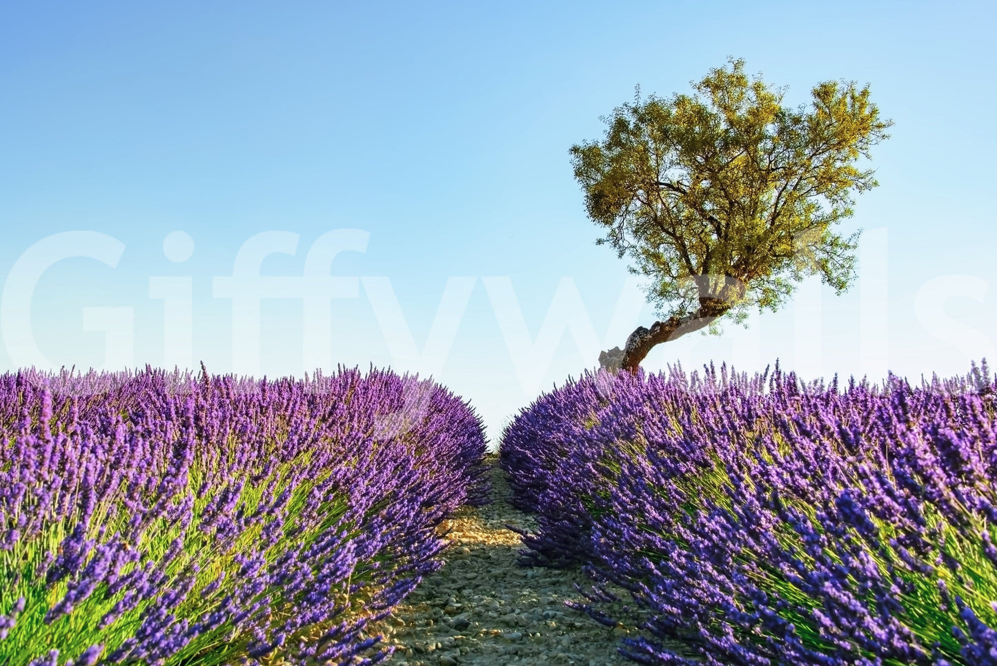 Lavender Field Wall Mural