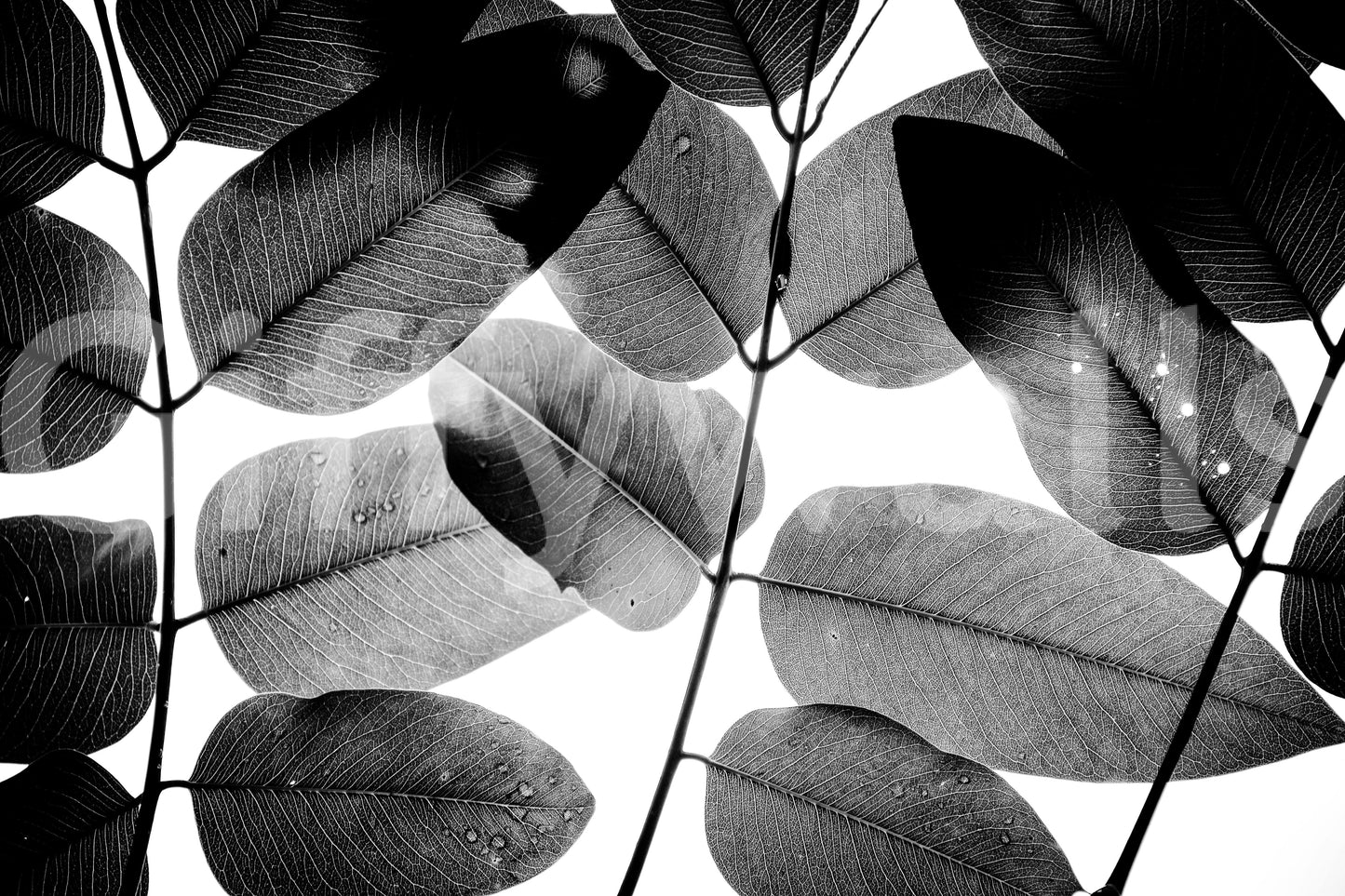 A high-quality serene foliage wall mural for walls.