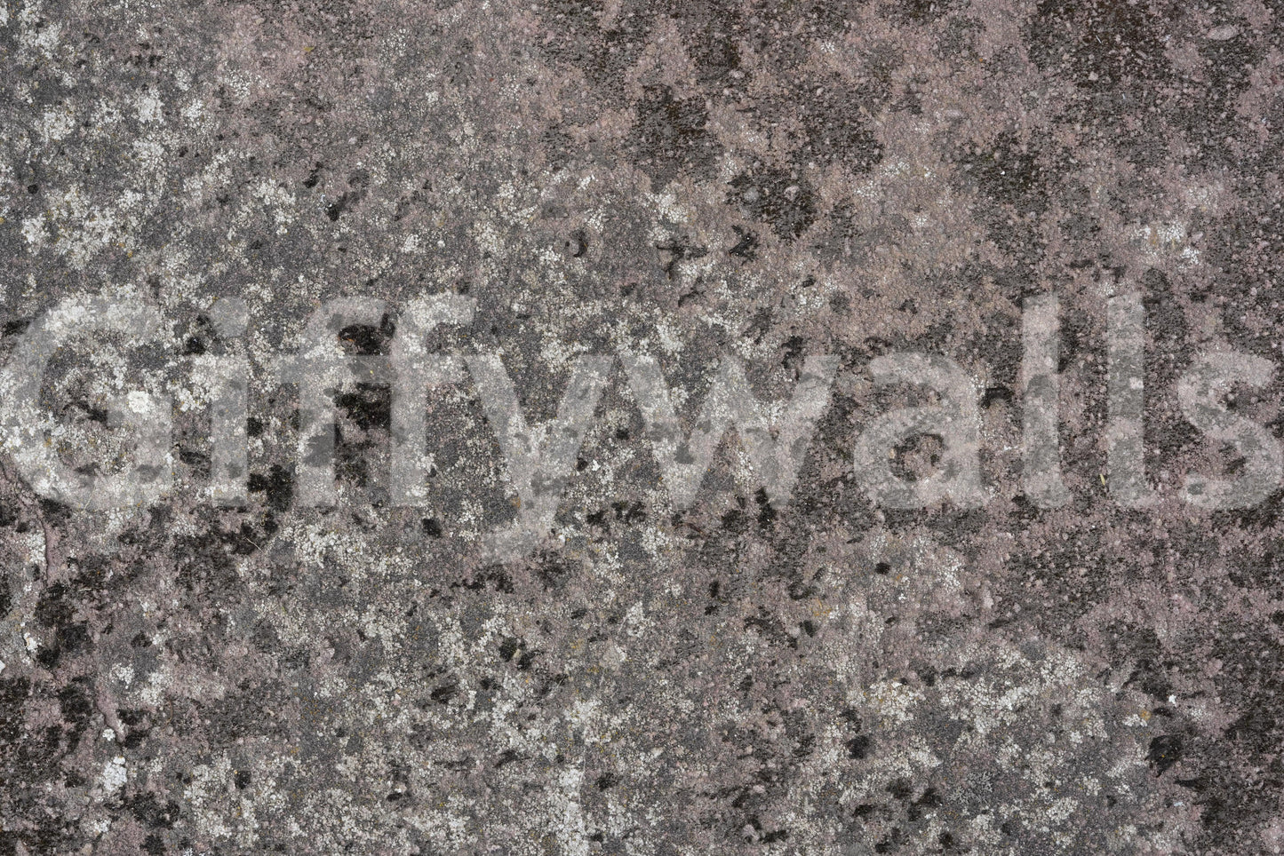 Lichen Bloom Wall Mural -2566617