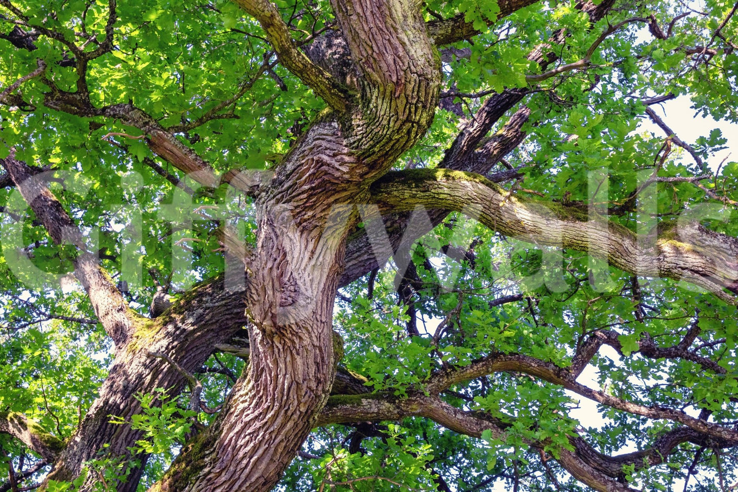 Organic textures wallpaper for walls