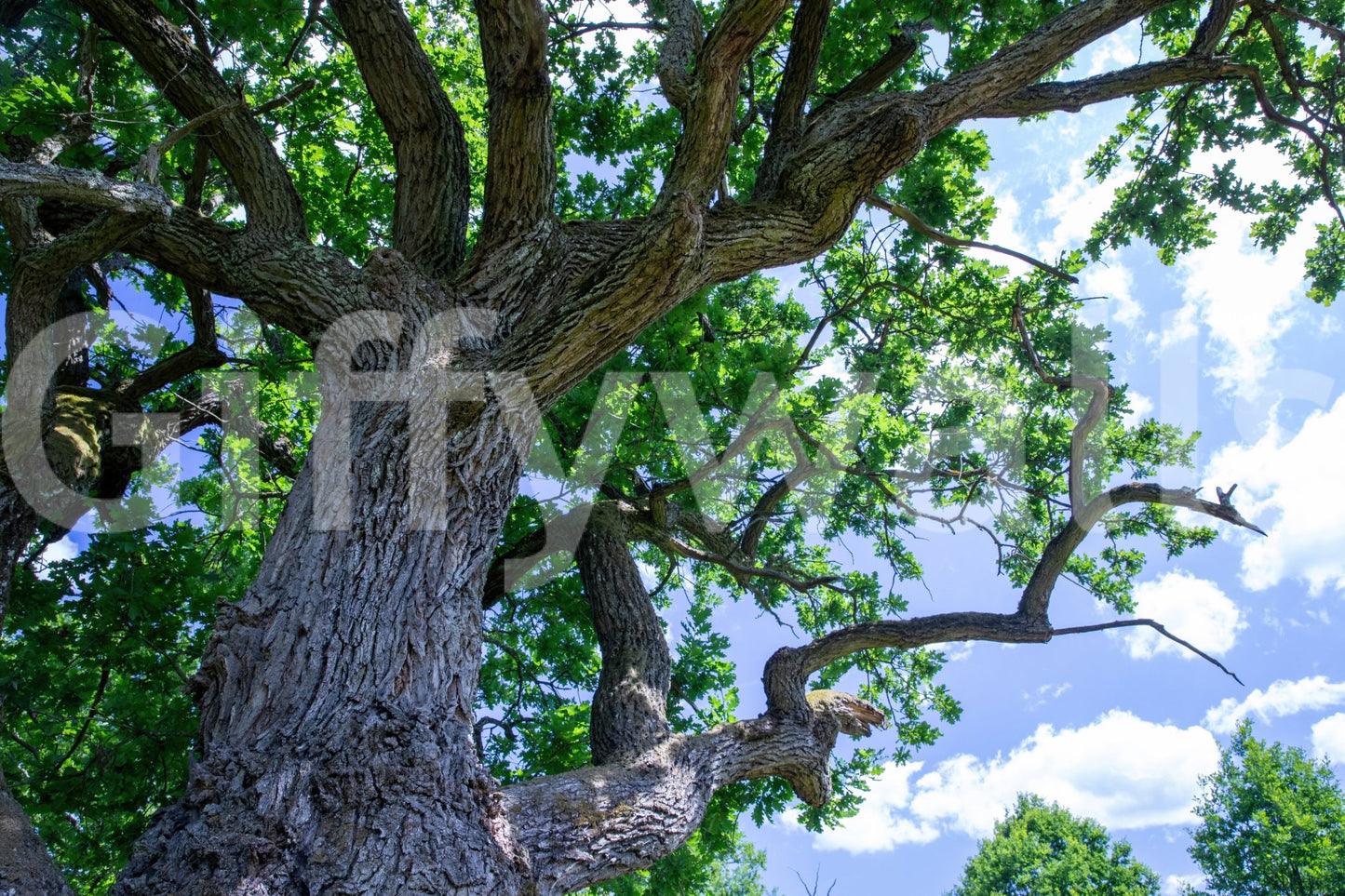 Peaceful oak tree wallpaper for walls