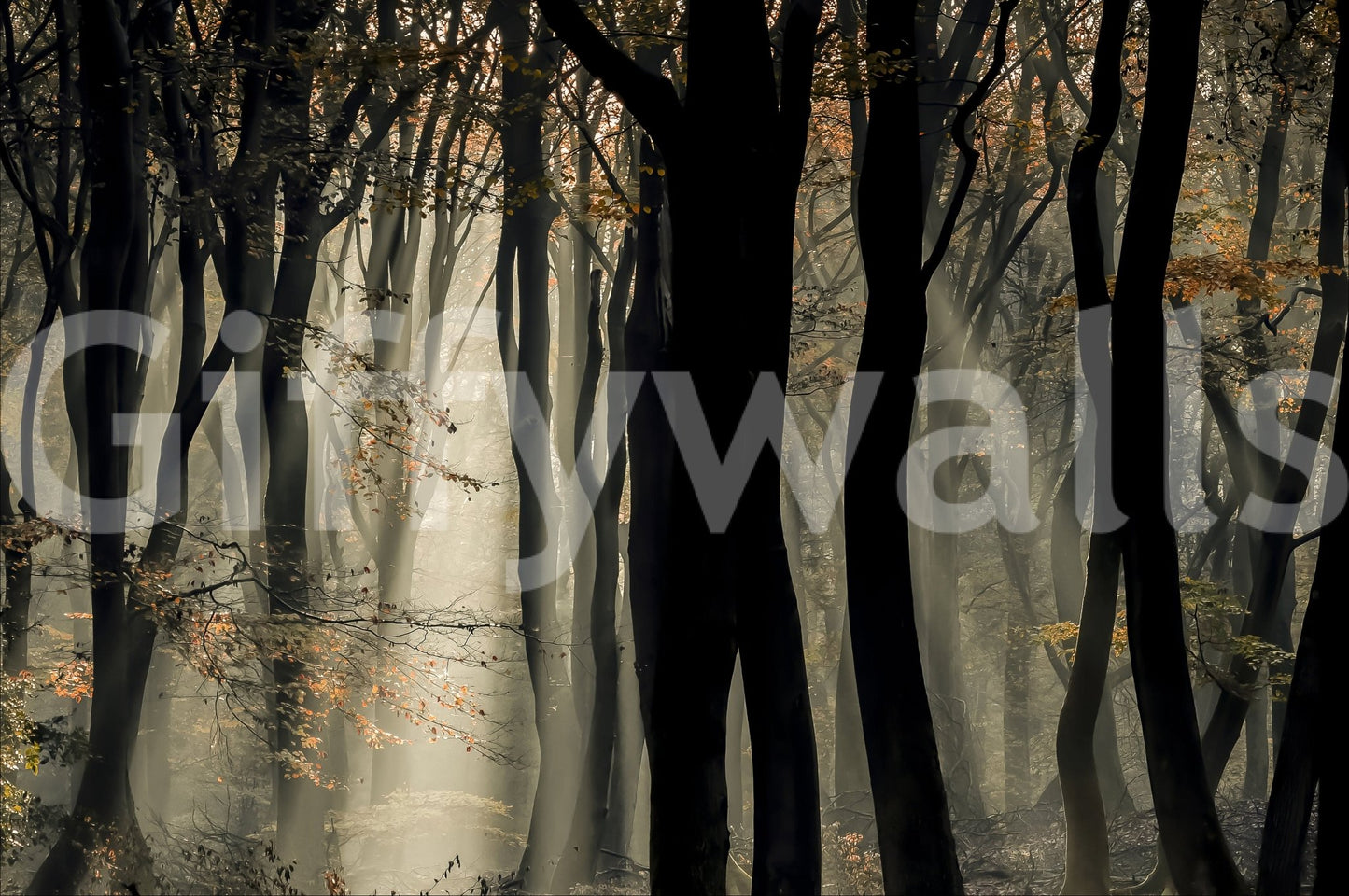 Beams of light, tranquil forest mural, awesome Mystic Woods collection.