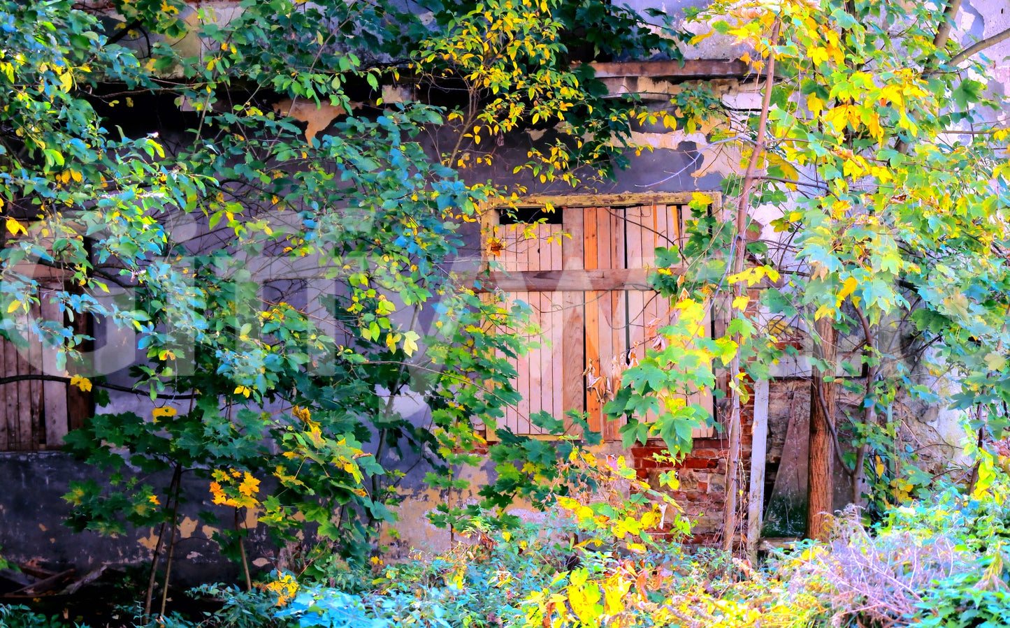 Nature ruins doorway wallpaper for apartment entry, modern styling, grey green