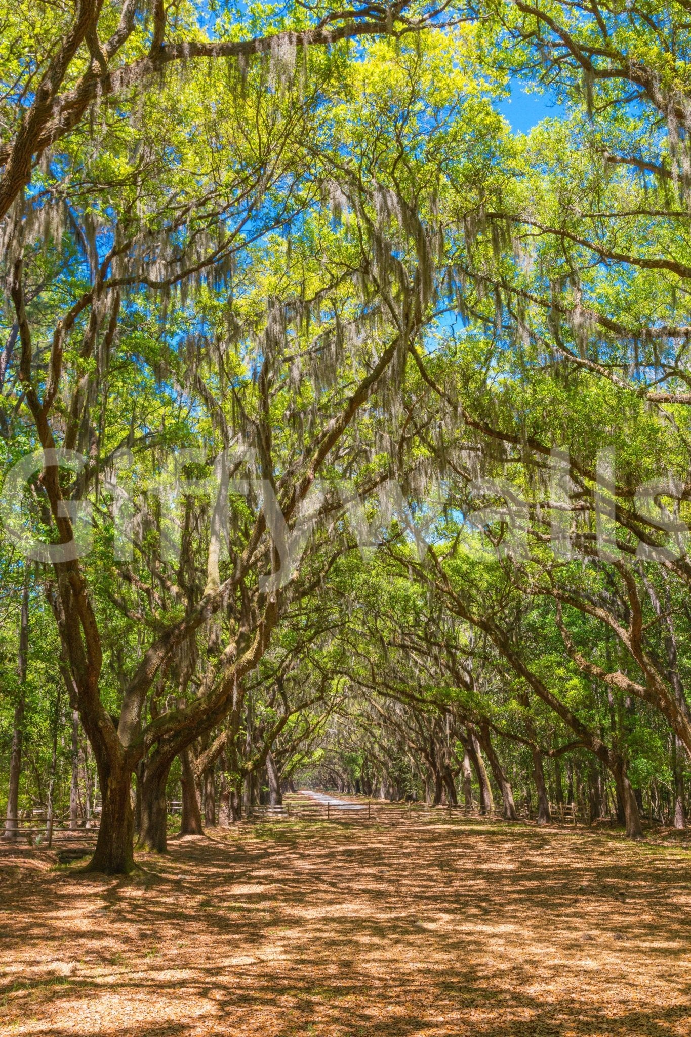 Calm and shady avenue wall mural