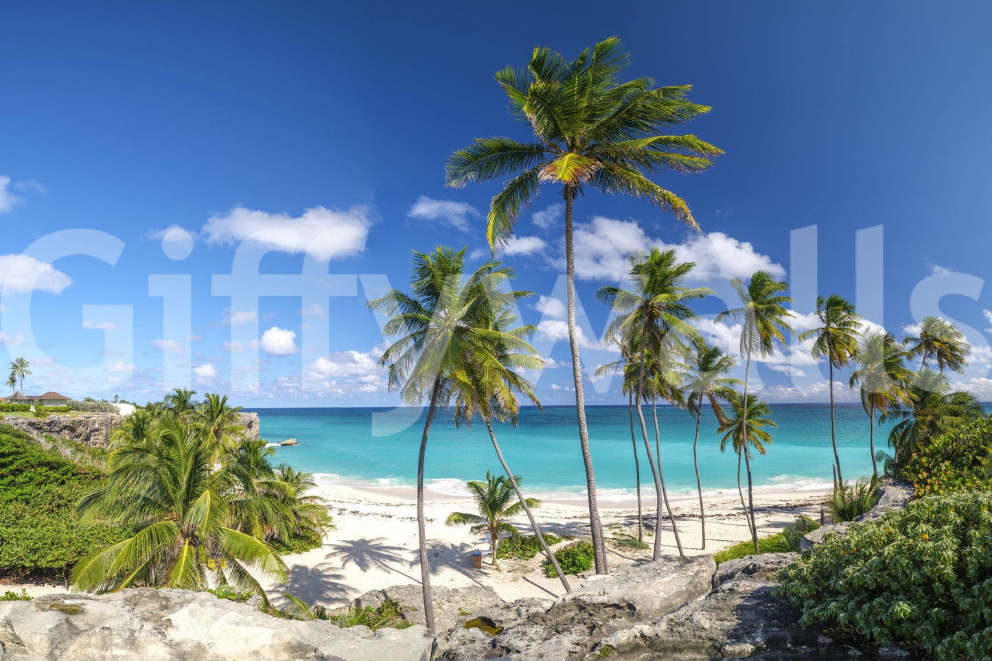 A high-quality minimalist tree wall mural for walls.