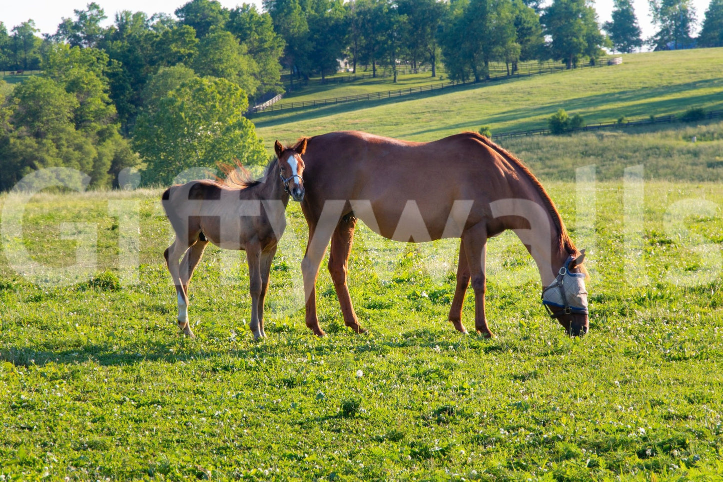 Pastoral Equine Duo Wall Mural