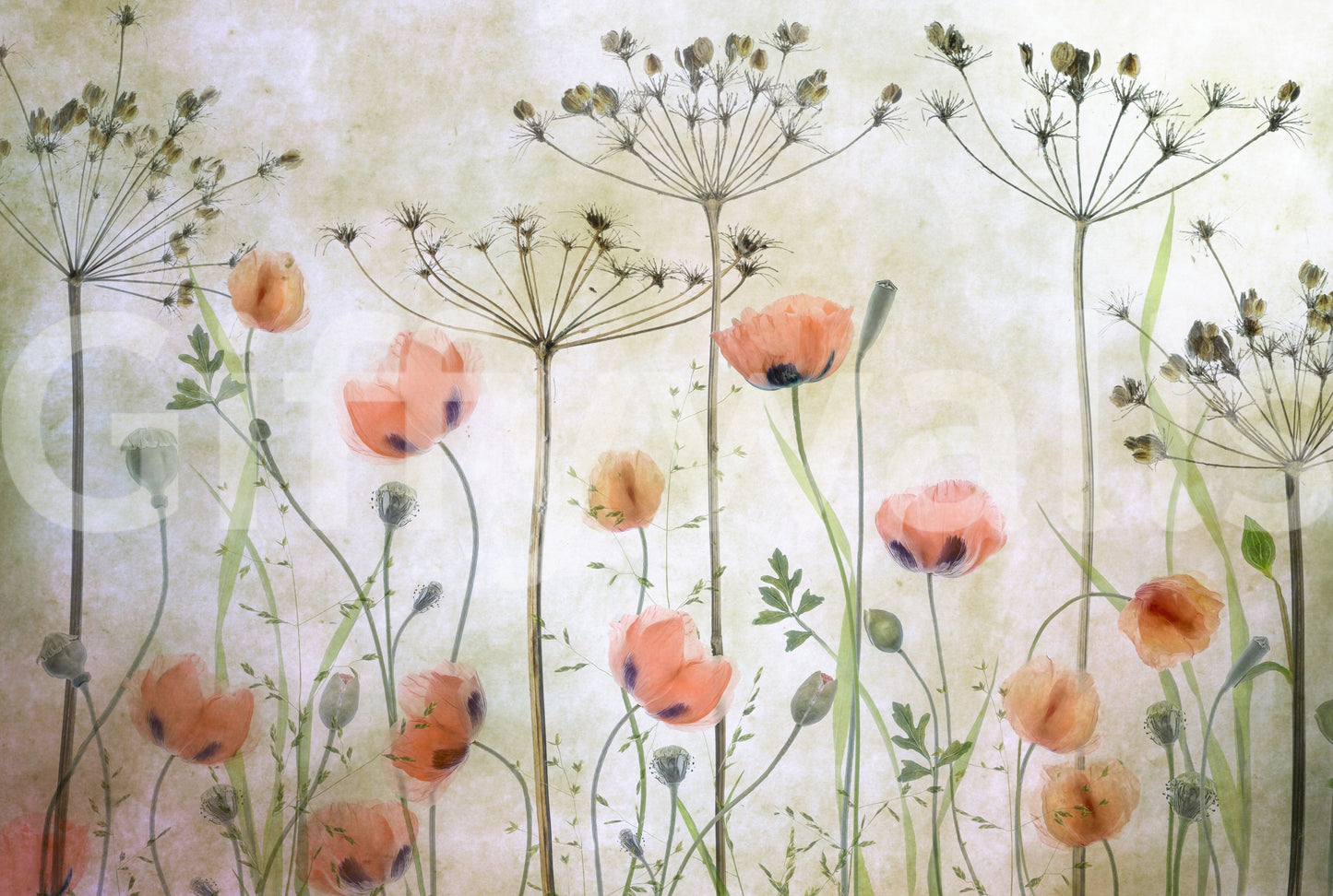 A high-quality serene flower wall mural for walls.