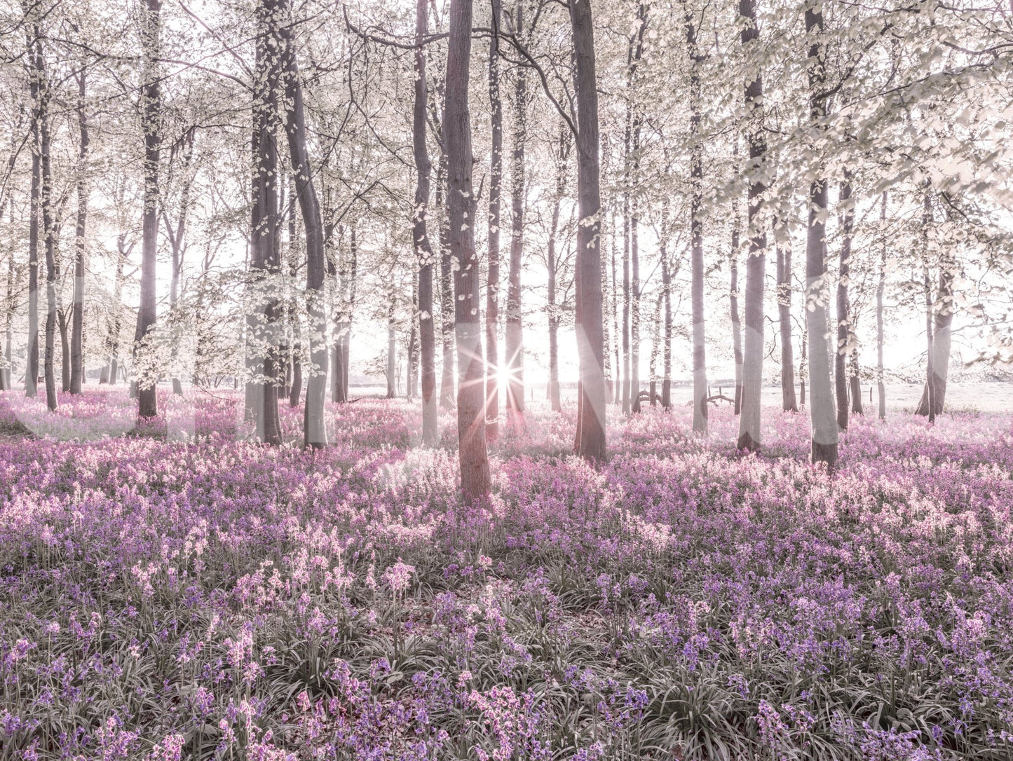 Wall decor evoking magic and nature.