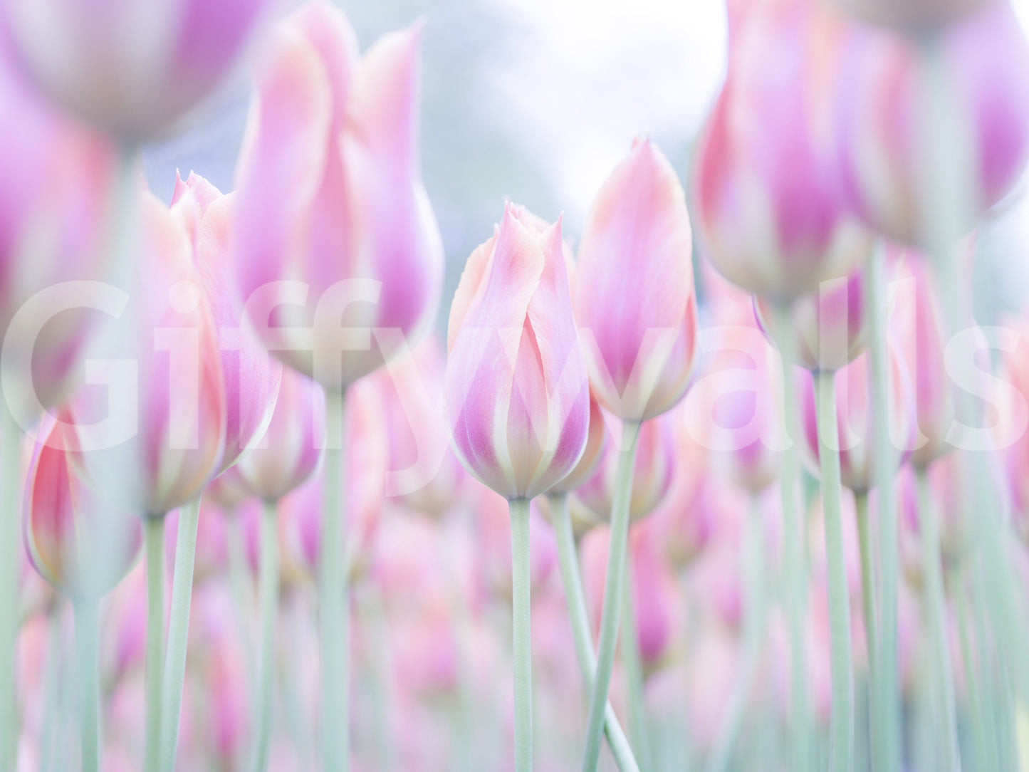 Tulips Jewels graceful wall covering