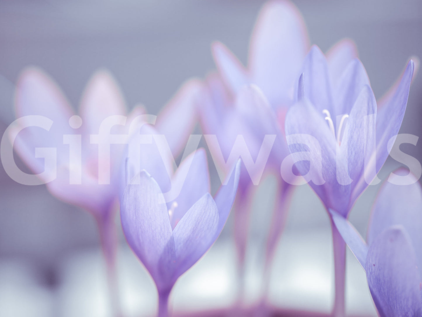 Serene purple and white image, captivating Crocus wall decor product.