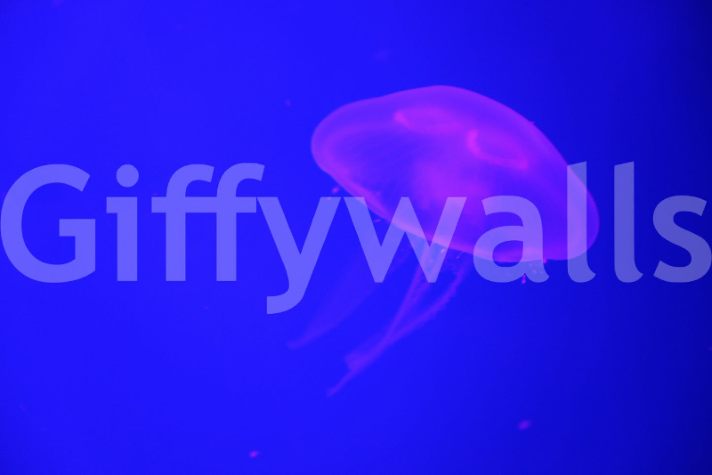 A high-quality vibrant reef wall mural for walls.