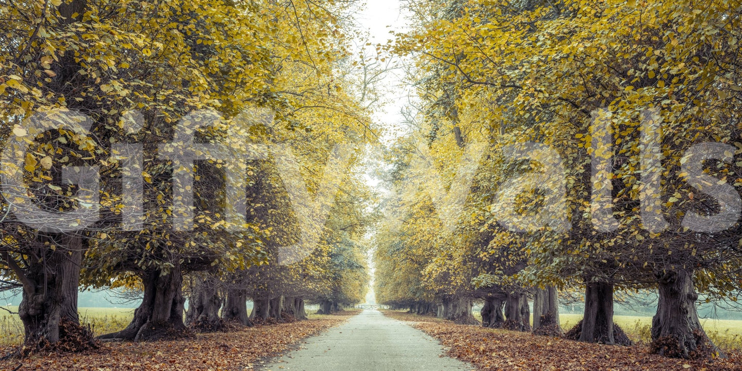 Provides a grand and artistic backdrop.